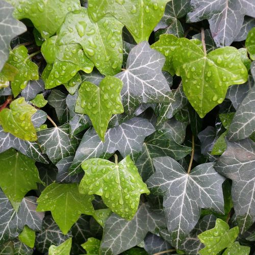 HEDERA